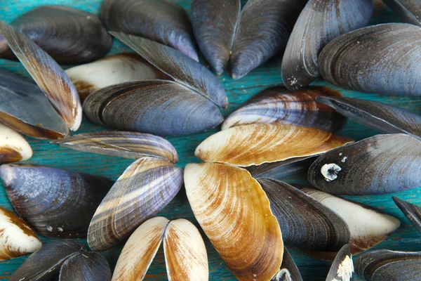 Sea seashells close-up background — Stock Photo, Image