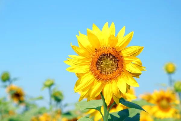 Beautiful sunflower in the field, close up — Stock Photo, Image