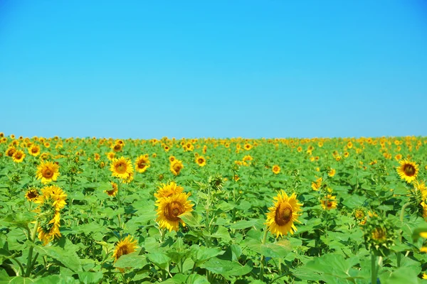 Beautiful sunflowers field — Stock Photo, Image