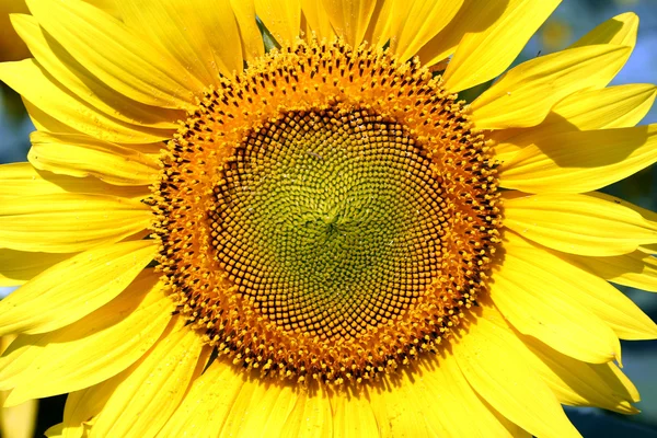Красивий соняшник, крупним планом — стокове фото