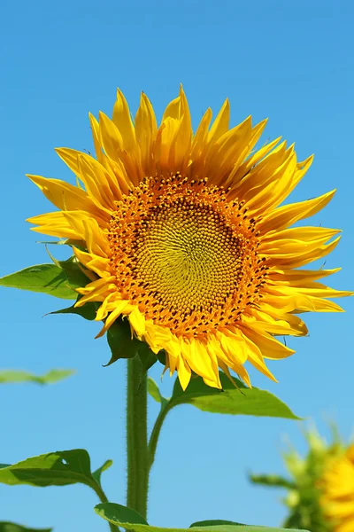 Beautiful sunflower in the field, close up — Stock Photo, Image