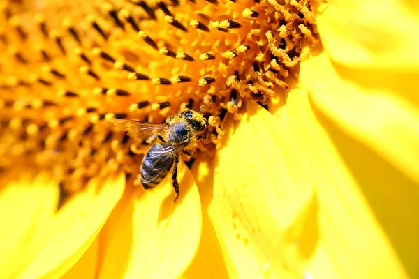 美丽的向日葵上的蜜蜂关闭 — 图库照片