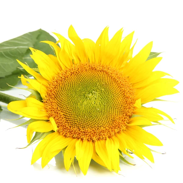 Sunflower isolated on white — Stock Photo, Image