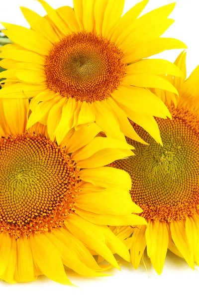 Sunflowers close-up — Stock Photo, Image