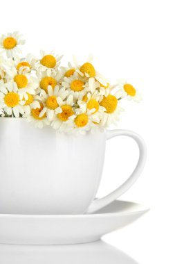 Beautiful wild camomiles in