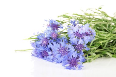 güzel beyaz izole Peygamber, buket