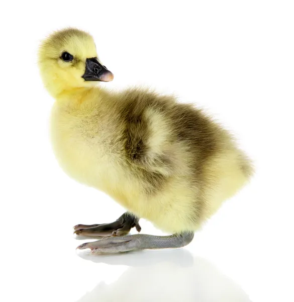 Kleine eendje geïsoleerd op wit — Stockfoto