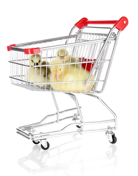 Little ducklings in trolley isolated on white — Stock Photo, Image