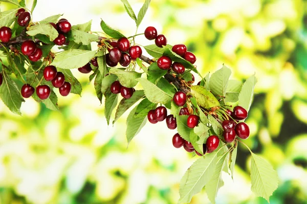 Twig with cherries in garden — Stock Photo, Image