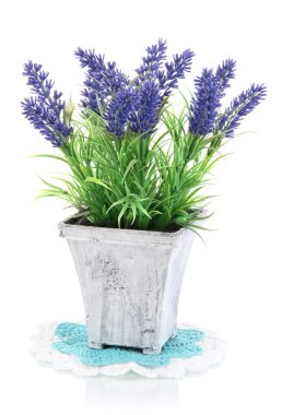 ahşap tencerede beyaz izole güzel lavanta