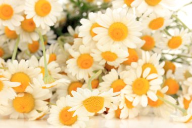 küçük chamomiles yakın çekim