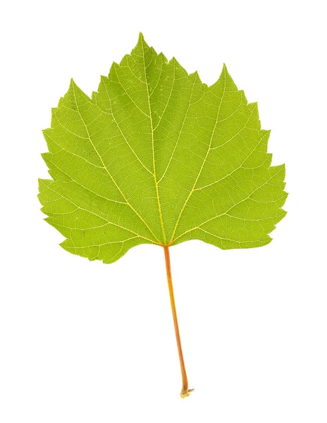 Prachtige groene blad geïsoleerd op wit — Stockfoto