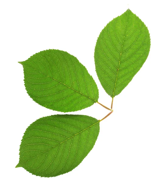 Belle foglie verdi isolate su bianco — Foto Stock