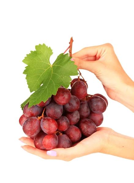Uvas maduras deliciosas en manos aisladas en blanco —  Fotos de Stock