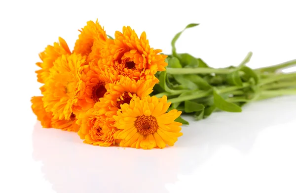 Flores de caléndula aisladas en blanco — Foto de Stock