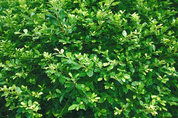 Belo fundo de planta verde fresco no jardim — Fotografia de Stock