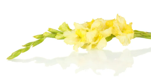 Tak van gele gladiolen op witte achtergrond close-up — Stockfoto
