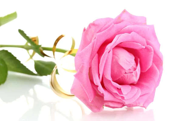 Krásná růžová růže, zblízka — Stock fotografie