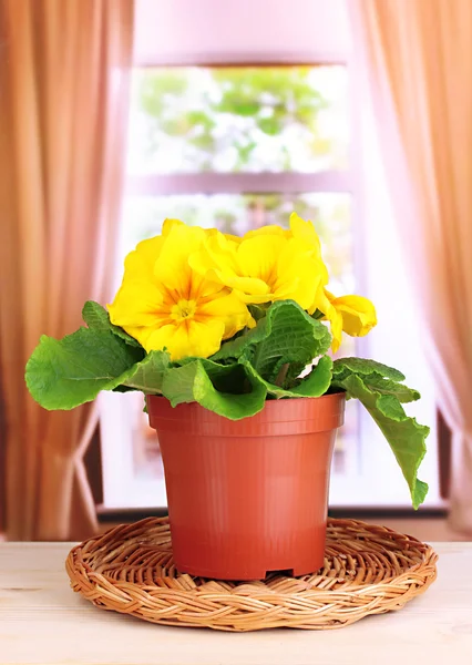 Schöne gelbe Primeln im Blumentopf auf Holzfensterbank — Stockfoto