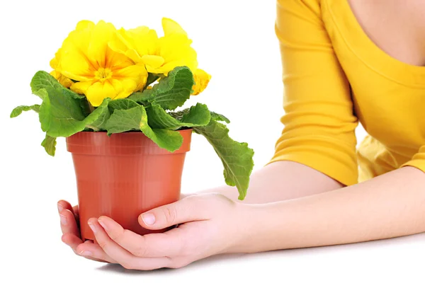Beautiful yellow primula in flowerpot in hands, isolated on white — Stock Photo, Image