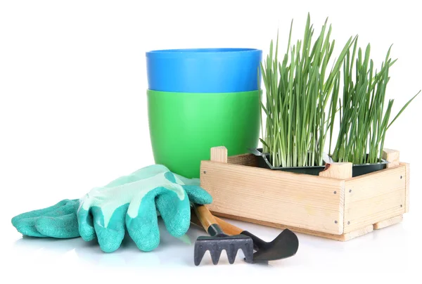 Caja de semillas con plántulas aisladas en blanco — Foto de Stock