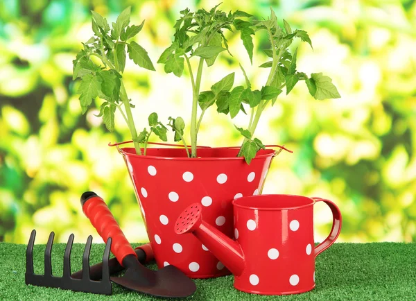 Young plant in bucket on grass on bright background — Stock Photo, Image