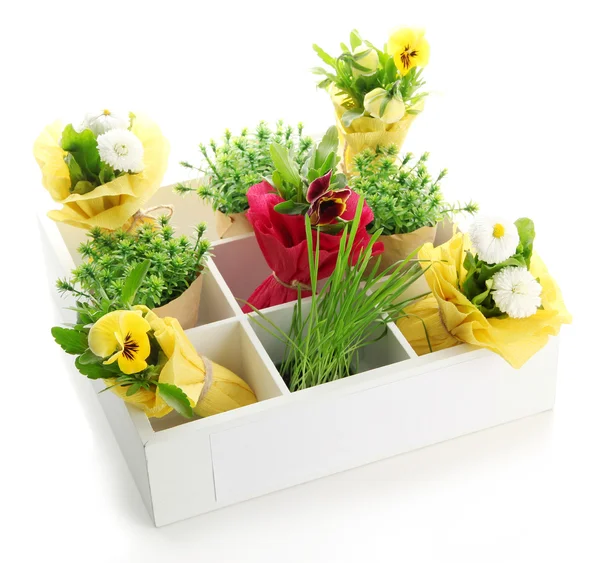 Lindas flores de primavera e grama em caixa de madeira isolada em branco — Fotografia de Stock
