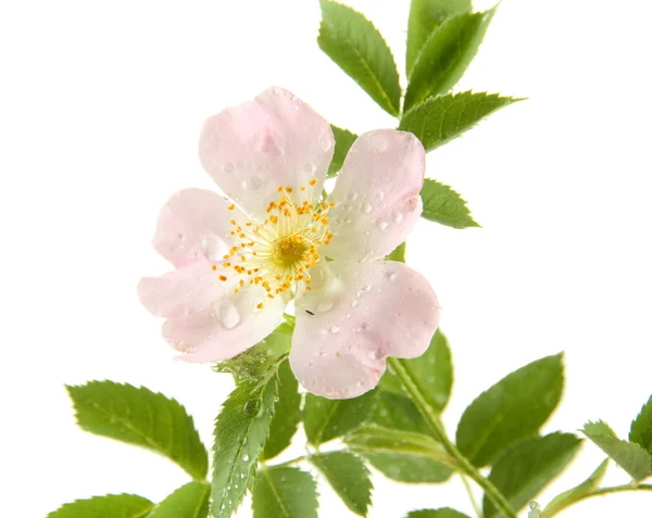 Flor rosa de la cadera, aislada en blanco —  Fotos de Stock