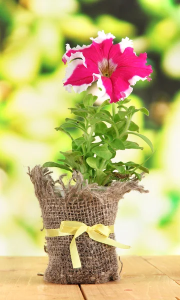 Petunia in pot on wooden table on nature background — Stock Photo, Image