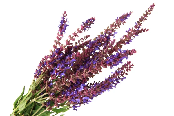 Salvia-Blüten, isoliert auf weiß — Stockfoto