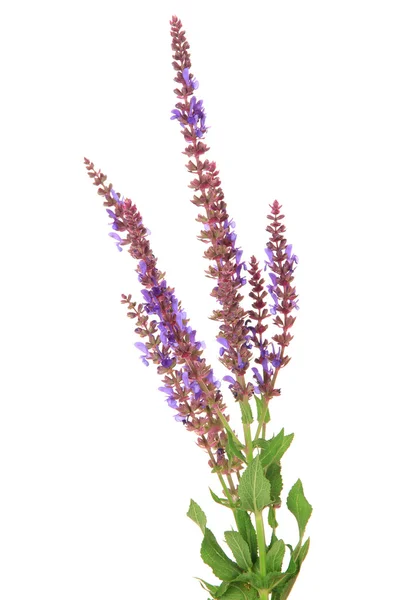 Flores de salvia, aisladas sobre blanco —  Fotos de Stock