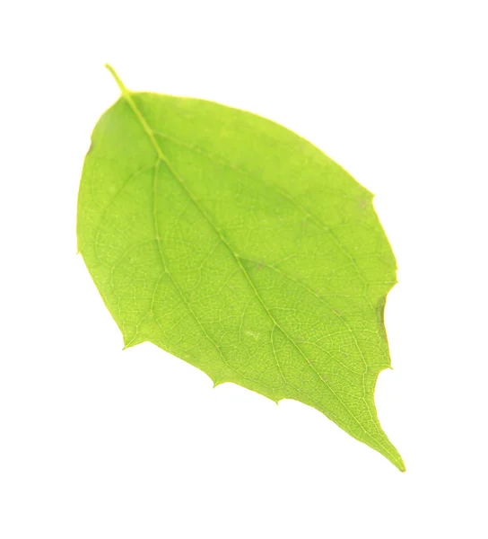 Hoja verde aislada sobre blanco — Foto de Stock