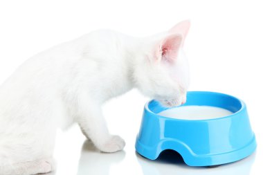Beyaza izole edilmiş yemek kaseli kedi yavrusu.