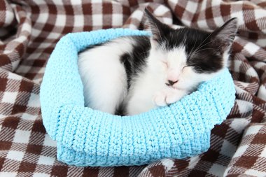 Mavi örgü sepeti yumuşak ekose üzerinde küçük yavru kedi