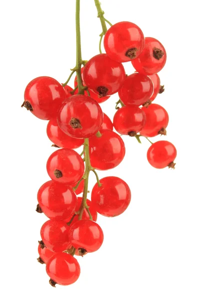 Branch dari red currant diisolasi dalam warna putih — Stok Foto