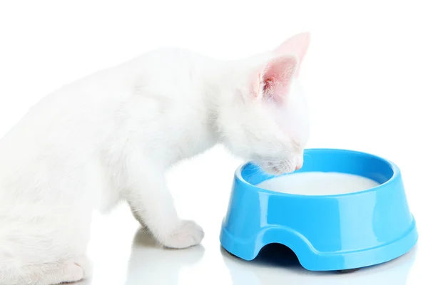 Kätzchen mit Futterschale isoliert auf weiß — Stockfoto