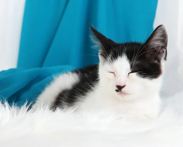 Gatito pequeño sobre alfombra blanca sobre fondo de tela — Foto de Stock
