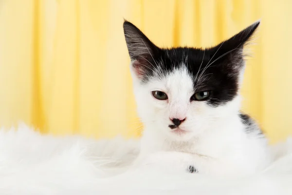 Small kitten on white carpet on fabric background — Stock Photo, Image