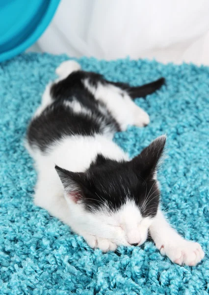 Sleeping kitten on blue carpet — Stock Photo, Image