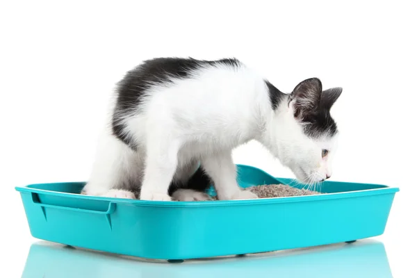 Gatinho pequeno em gato de areia de plástico azul isolado em branco — Fotografia de Stock