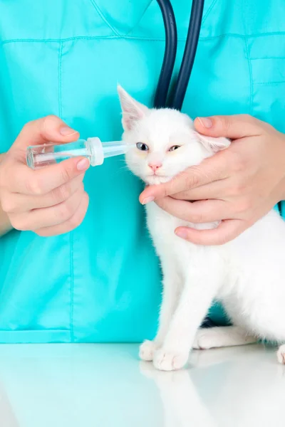 Veterinario examinando gatito de cerca — Foto de Stock