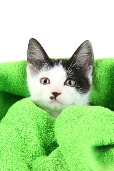 Μικρό γατάκι σε πράσινο πετσέτα που απομονώνονται σε λευκό — Φωτογραφία Αρχείου
