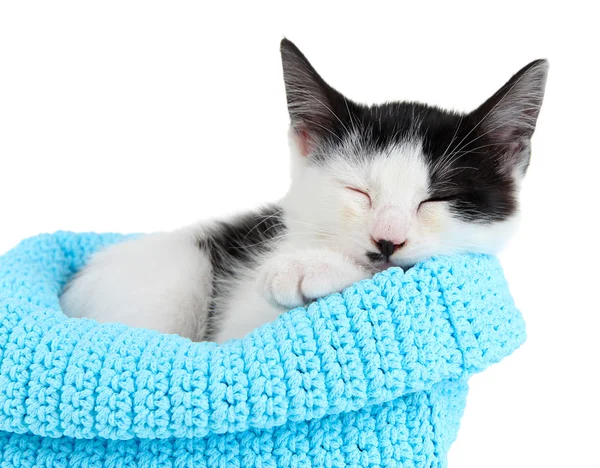 Kleine kitten in breien mand geïsoleerd op wit blauw — Stockfoto