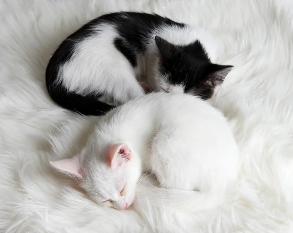 Two sleeping little kitten on white carpet — Stock Photo, Image