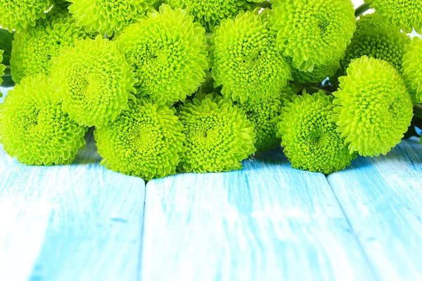 Schöne grüne Chrysanthemen auf dem Tisch in Großaufnahme — Stockfoto
