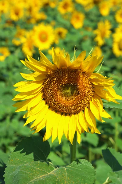 Campo de girasoles hermoso —  Fotos de Stock