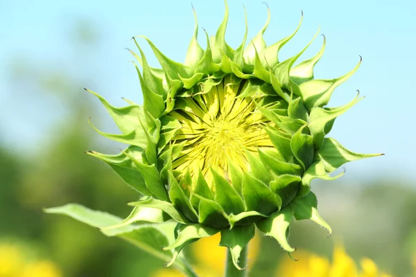 Schöne Knospe der Sonnenblume, aus nächster Nähe — Stockfoto