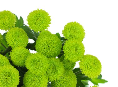 güzel yeşil krizantem üzerinde beyaz izole