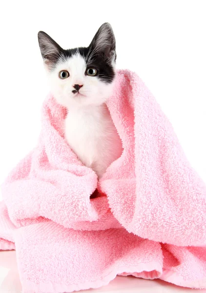 Petit chaton en serviette rose isolé sur blanc — Photo