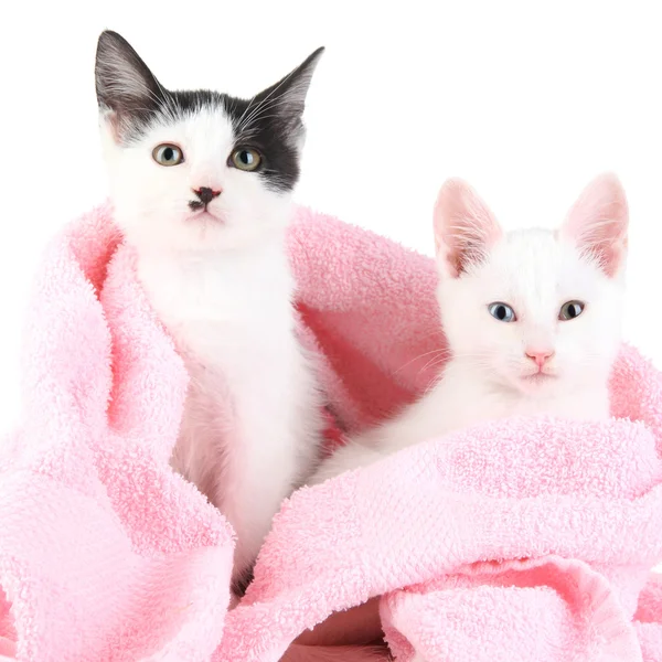 Två liten kattunge i rosa handduk isolerad på vit — Stockfoto